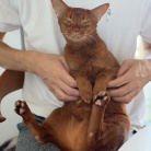 朝ごはん中の飼い主を後ろからチョイチョイして抱っこに成功し、満足げなひめちゃん