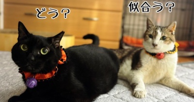 チャンスは一度きり。そんな事もある
