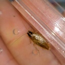 2月のモリチャバネゴキブリ