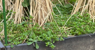 畑の間引きは苦手だけど、部屋の間引きは好き