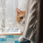 ミミオレ。