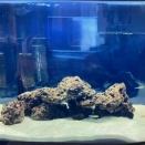 改めて、外部ろ過でも海水魚は長期飼育可能です。