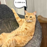 ※猫のことしか書いてません。リンちゃんが『ねこちゃんホンポ』に掲載と、リンちゃん誕生日