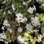 ひとりたのしむうた