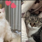 ニャンニャンみずほ　地域猫の会