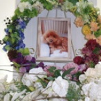 水戸ペットセレモニーのblog【ペット火葬・霊園・茨城・水戸市】