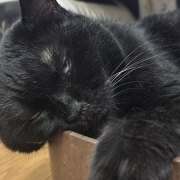 スミちゃんにこっそりごはんをあげようとしたら