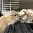 たれ耳アイドル交代！