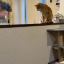 恐るべし、猫ちゃんの底力。
