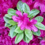 悶絶　ダイエットの記録