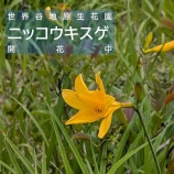『世界谷地原生花園でニッコウキスゲが咲いていますよ🌸』の画像