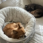 ちいさなおうち〜住まいとチワワのいる暮らし〜