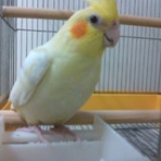 ペットコーナーハヤセガワ 海老名の残像