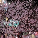 早くも桜が満開の新宿駅南口＆ゼッテリア「油淋鶏バーガー」