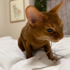 荒ぶるお姉ちゃんを呆然と見るわか坊