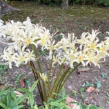 『早朝散歩の彼岸花 / 気になるスナップカーディガン』の画像