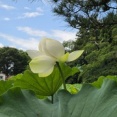 津軽山革秀寺の蓮の花