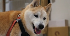 偏屈犬