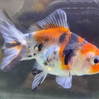 『金魚・メダカ入荷情報！』の画像