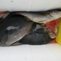 今日の釣果写真