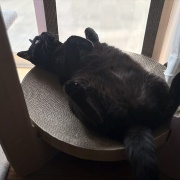 【猫写真】リラックス中のシニア猫