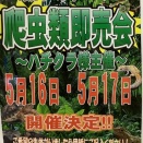 【明日から開催！！】5/16(土)、17(日)の2日間、ペットワールドアミーゴ須賀川店様にて「アミクラ」開催です！！