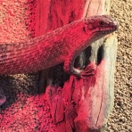 スケトスイワトカゲ日記