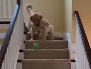 「ママ賢い！」階段を下りるのが怖い子犬を…遊びを取り入れながら教える