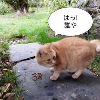 ソワレが要らないフランス暮らし