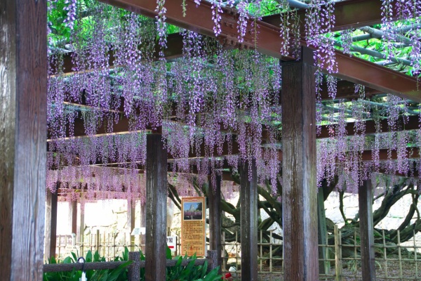 唐津城 藤の花 がばいよか佐賀