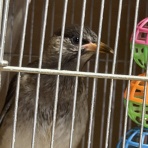 ヤギ飼ってみた