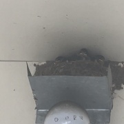  4月5日　玄鳥至(つばめきたる)