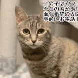 『8月26日(土)~27日(日)は譲渡会です』の画像