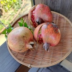 減農薬野菜、果物、お花、こだわりのうつわのお店　- 花うつわ大地（花咲農園） -