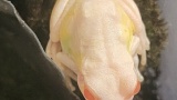 実家帰ったらアルビノのアマガエル母親が飼ってた（※画像あり）