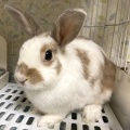 保護うさぎ譲渡会 第37回 保護うさぎさんに逢おうの会in大阪【6/21】
