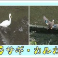 シラサギ・カルガモ