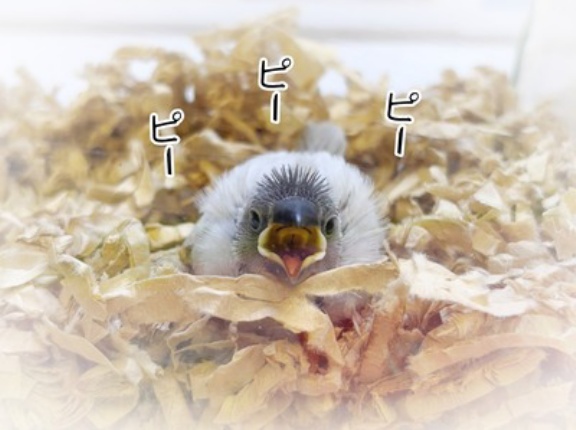 やっぱり文鳥です
