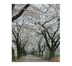 眞原の桜並木