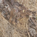 崖にハギマシコ Asian Rosy Finch