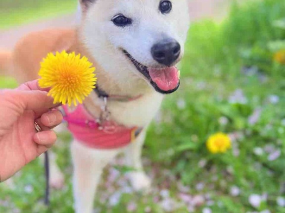 花よりくんくんパトロール