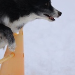 アナベルにかこまれて