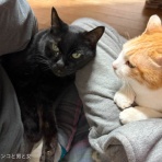 馬とニャンコと男と女