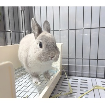 うさぎのルリ(7/14追記)