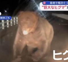 日本で巨大なヒグマが車を襲撃する映像が話題に！　海外の反応。