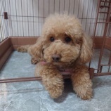 『うまくいきますように🐴今日のシェルター』の画像