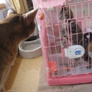 暴れん坊猫よりいろいろやらかしていた猫