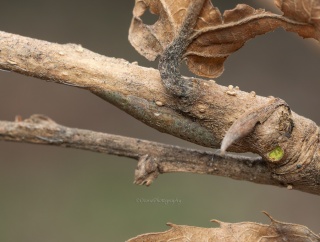 サイン - コミミズク・ヒメカギバアオシャク幼虫の擬態【2026年2月 茅ヶ崎】