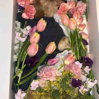 娘と CHAI,JAZZ,ROCK&OPERA