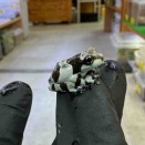 両生類・奇蟲　新入荷！少数精鋭色々と！